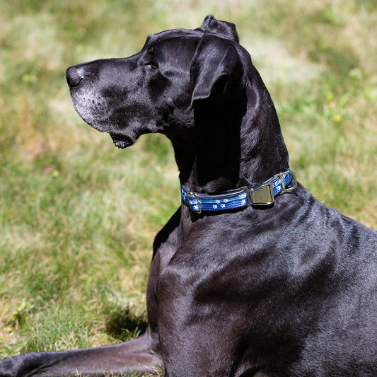 WHOI Dog Collar