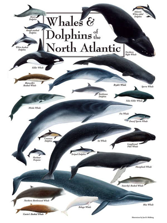 Whales & Dolphins of the North Atlantic Puzzle
