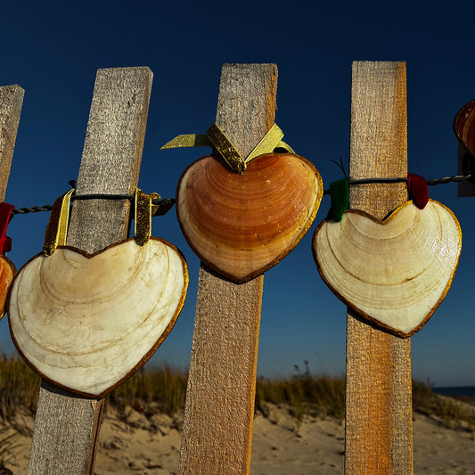 Sea Scallop Heart Ornament