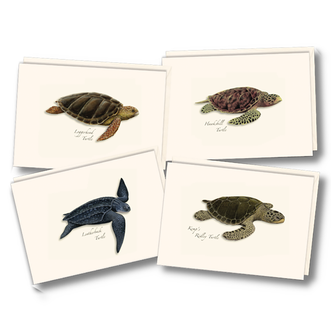 Sea Turtle Boxed Notecards