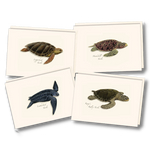 Sea Turtle Boxed Notecards