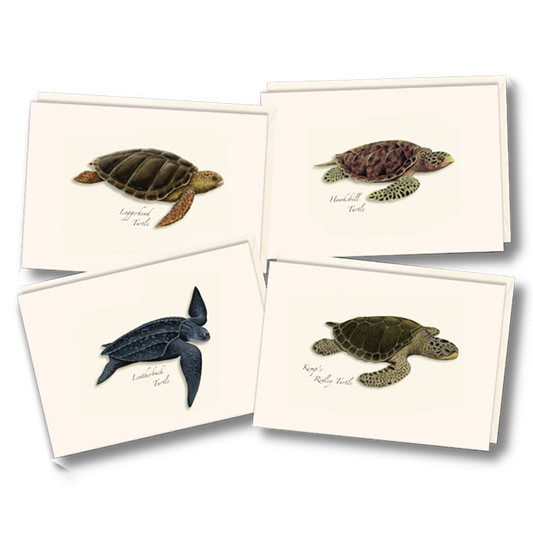 Sea Turtle Boxed Notecards