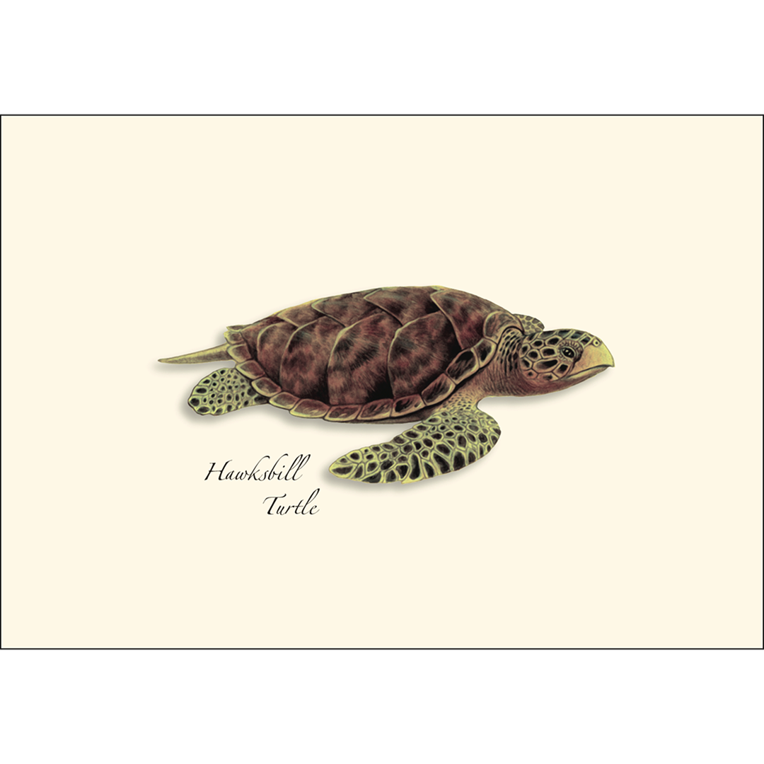 Sea Turtle Boxed Notecards