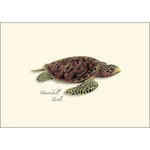 Sea Turtle Boxed Notecards
