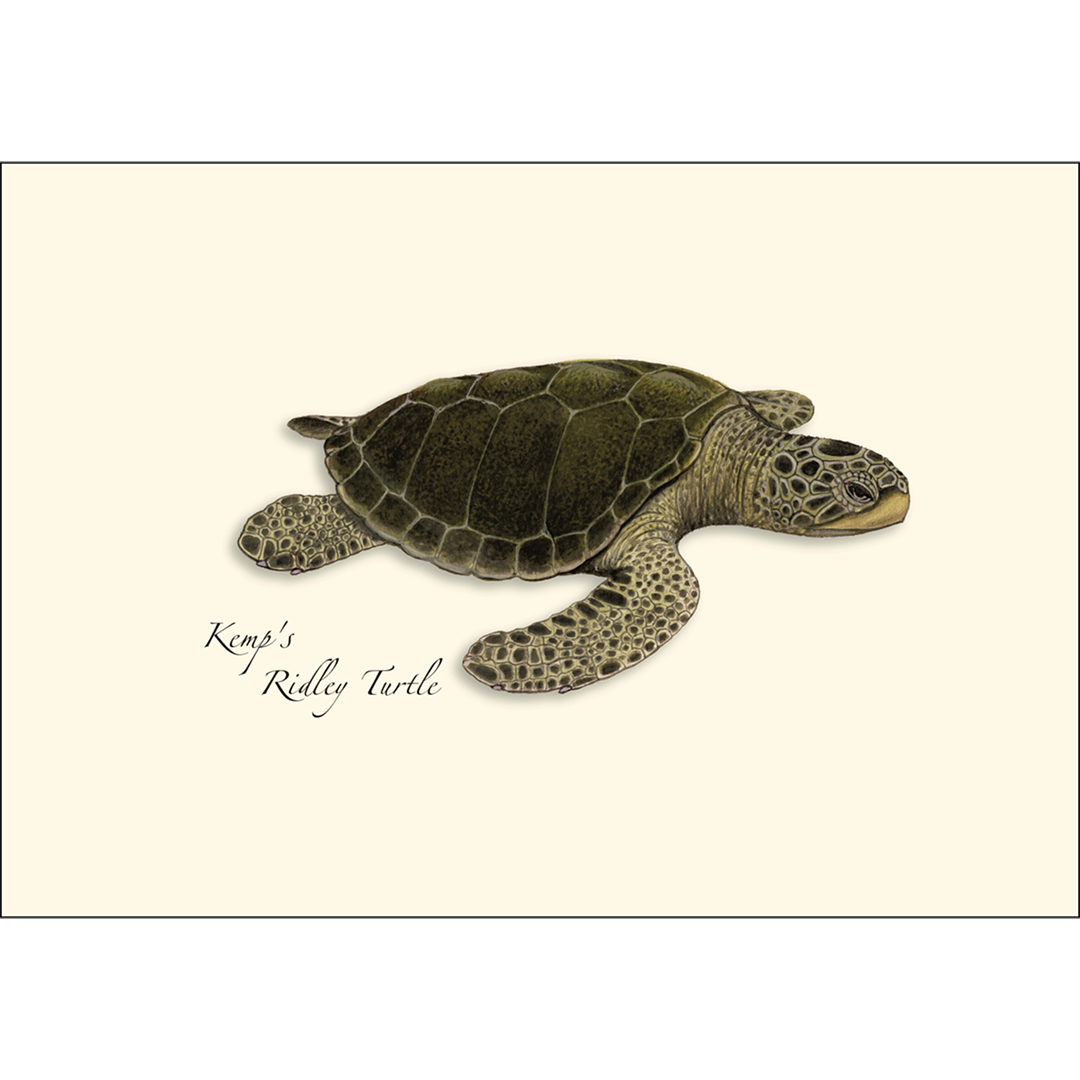 Sea Turtle Boxed Notecards
