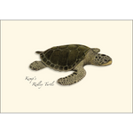 Sea Turtle Boxed Notecards