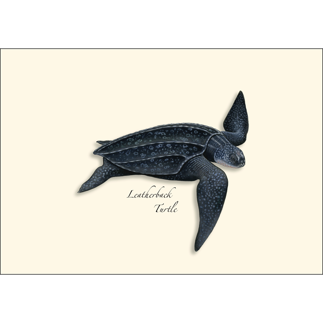 Sea Turtle Boxed Notecards