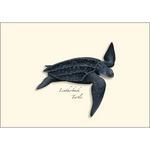 Sea Turtle Boxed Notecards