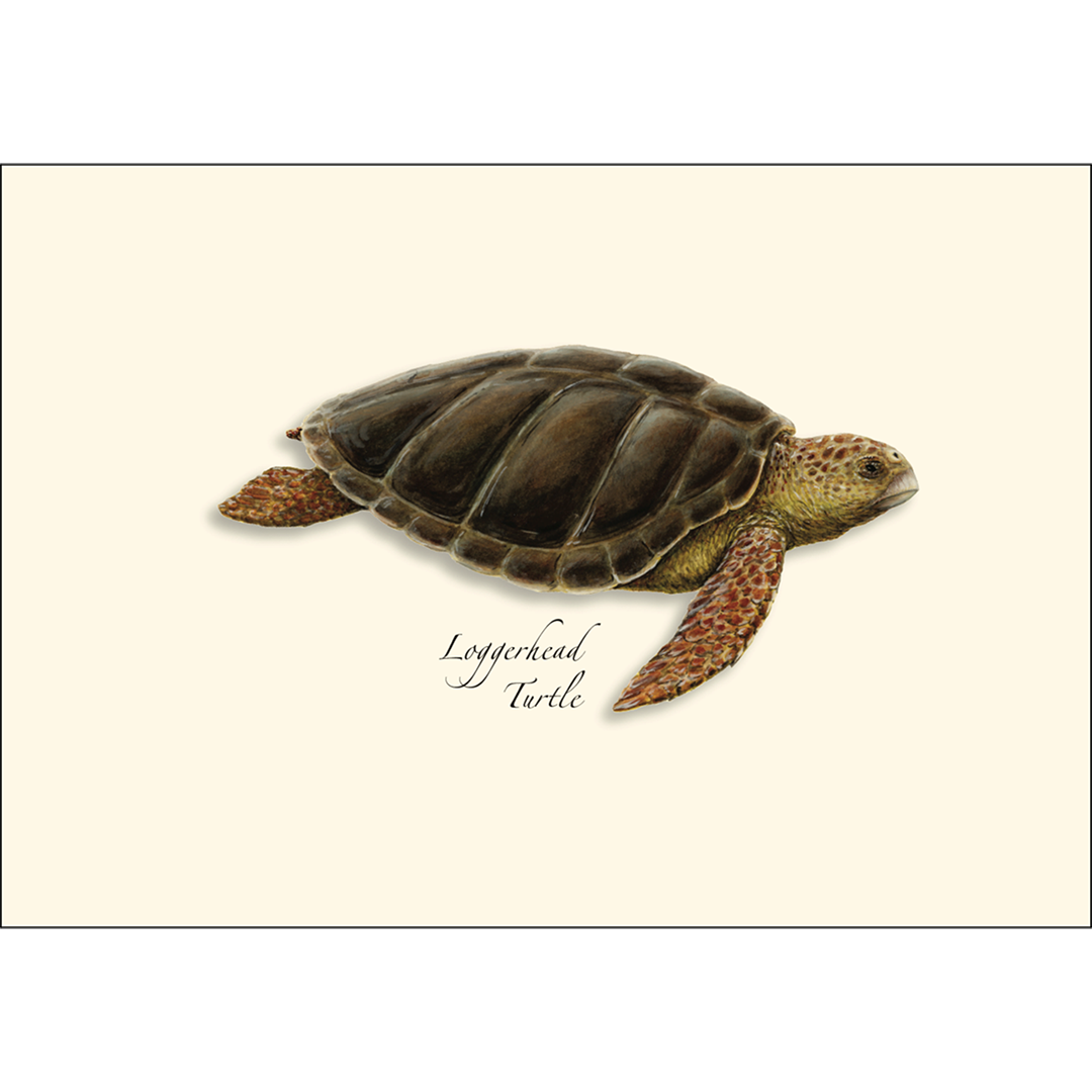 Sea Turtle Boxed Notecards