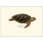 Sea Turtle Boxed Notecards
