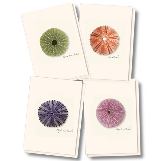 Sea Urchin Boxed Notecards