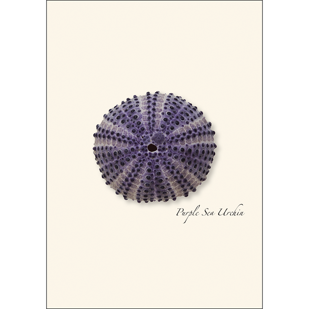 Sea Urchin Boxed Notecards