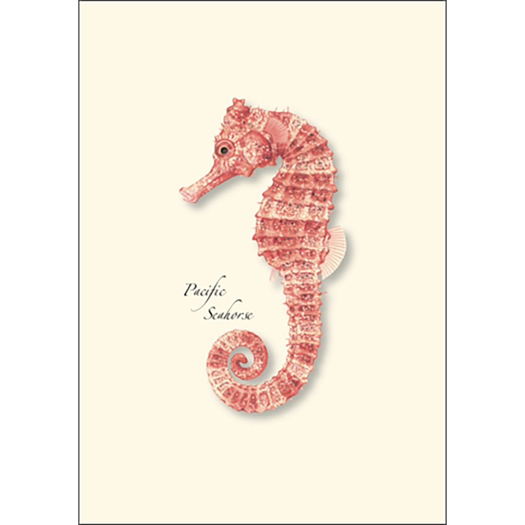 Pacific Sea Horses Boxed Notecards