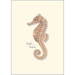 Pacific Sea Horses Boxed Notecards