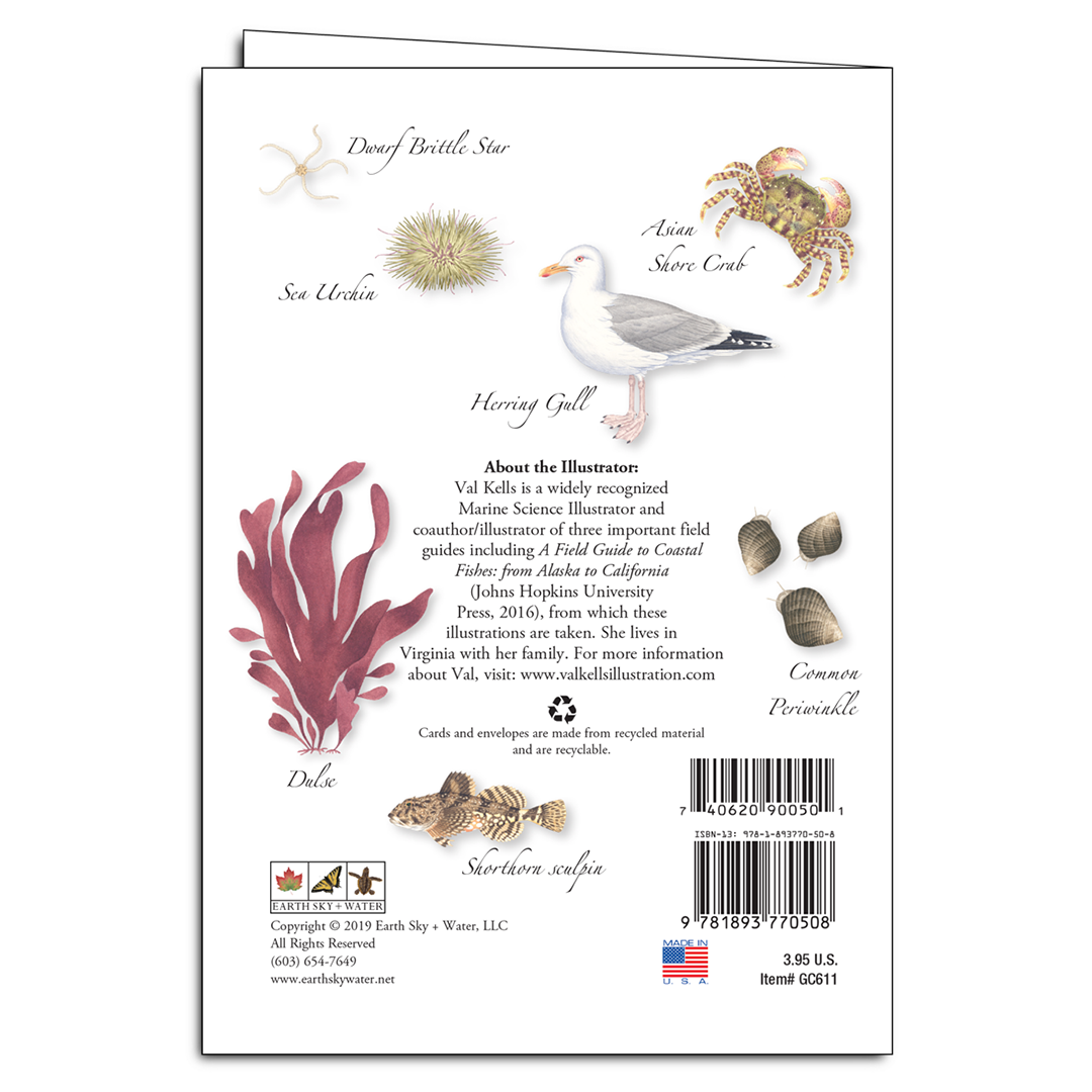 Tidepools of the Northeast Notecard