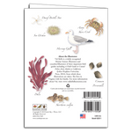 Tidepools of the Northeast Notecard