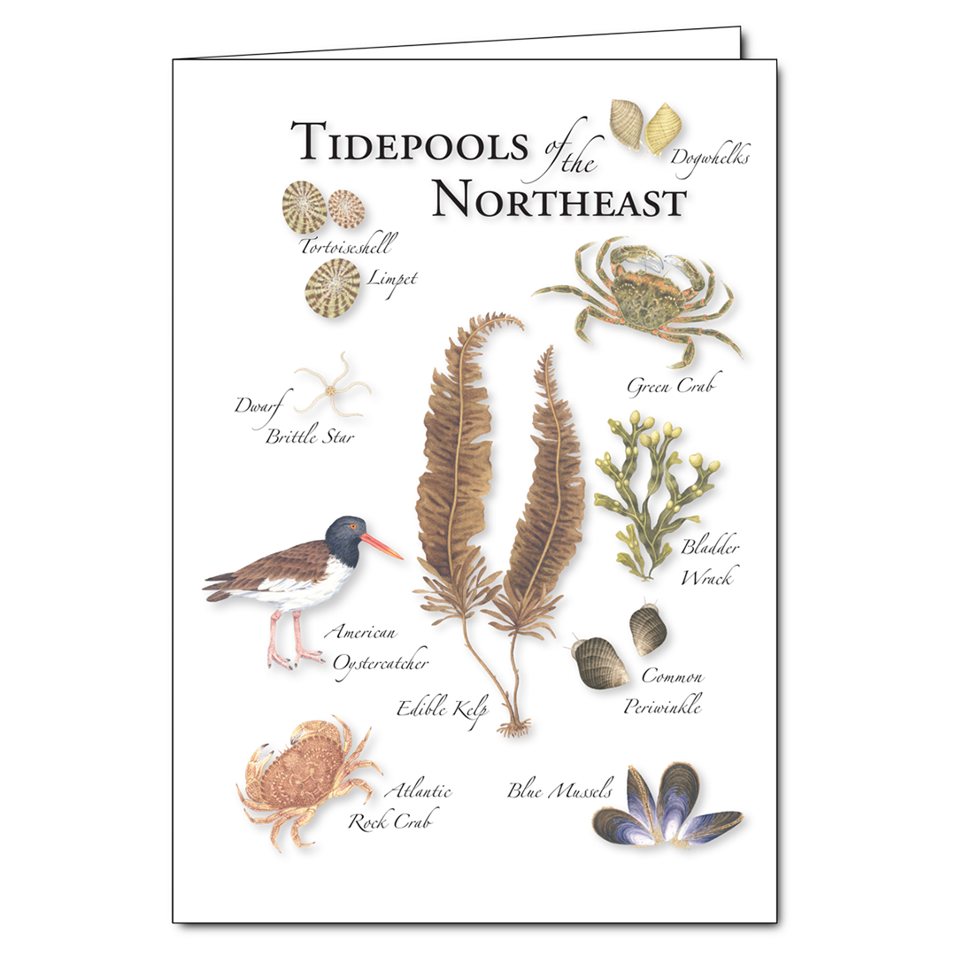 Tidepools of the Northeast Notecard