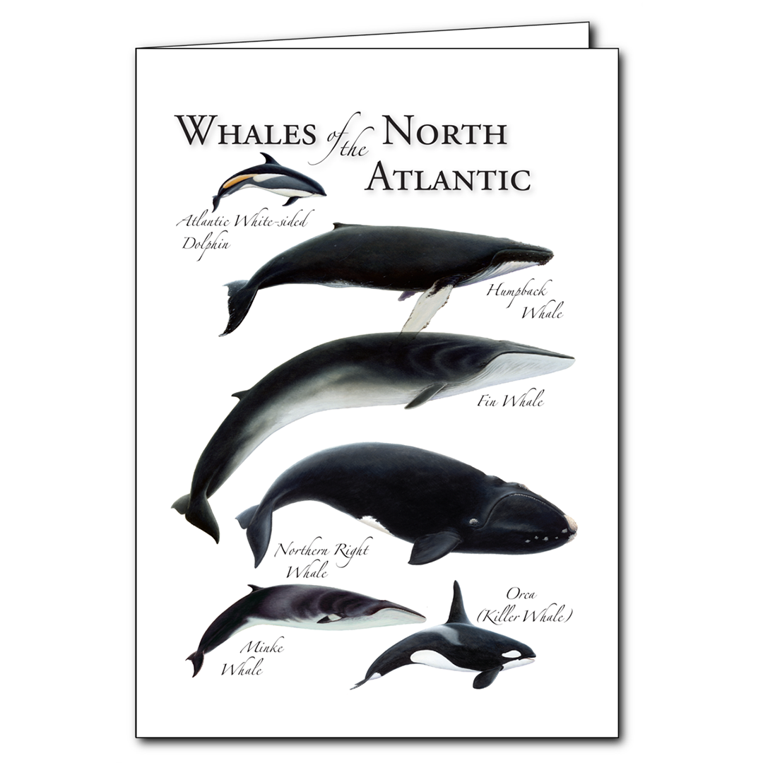 Whales of the North Atlantic Notecard