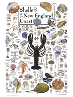 Shells of the New England Coast 550 Piece Puzzle