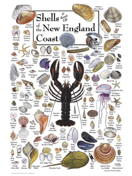 Shells of the New England Coast 550 Piece Puzzle