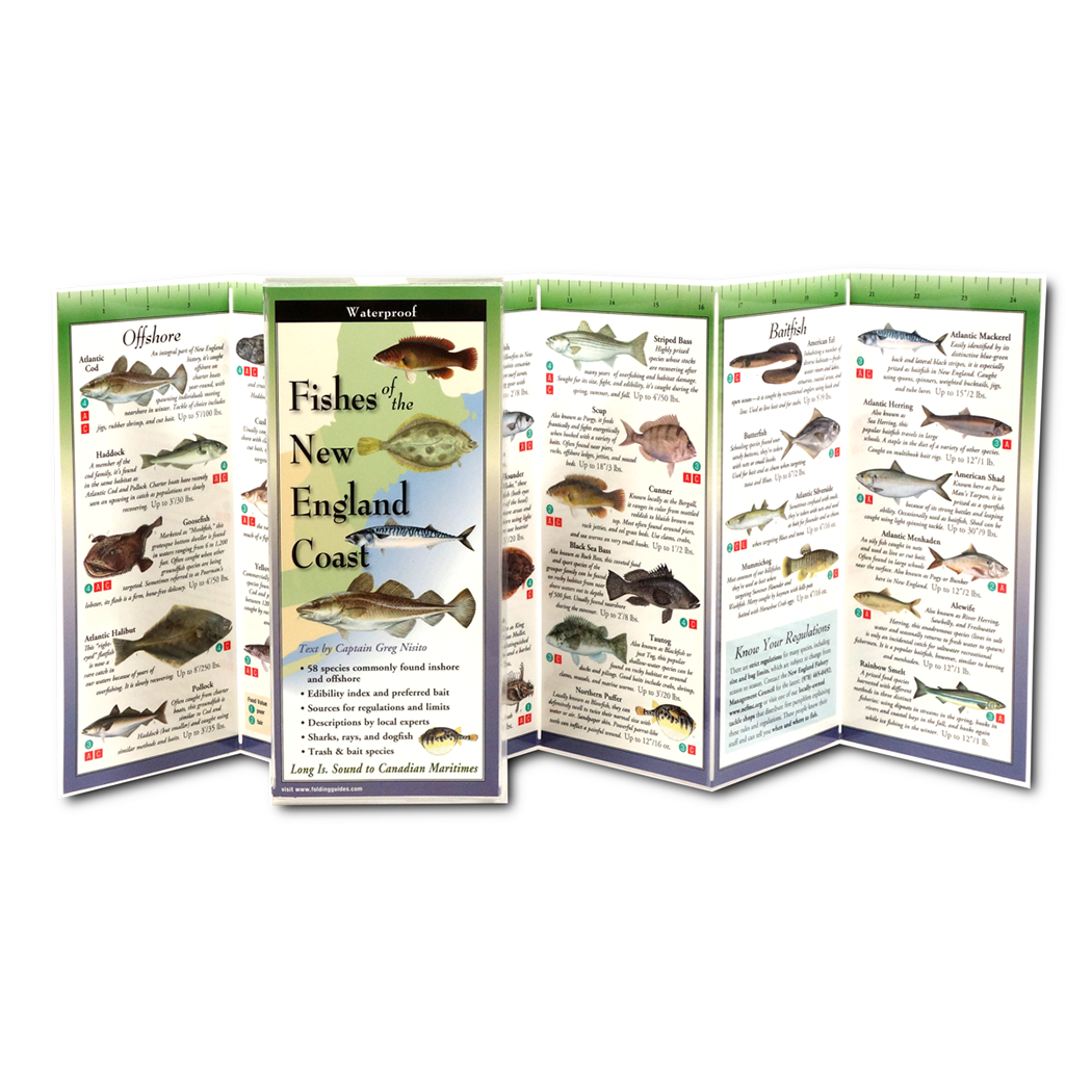 Fishes of the New England Coast - Folding Guide