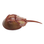 Horseshoe Crab Toy Figurine