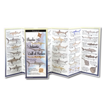 Sharks, Skates & Rays of the Atlantic and the Gulf of Mexico - Folding Guide
