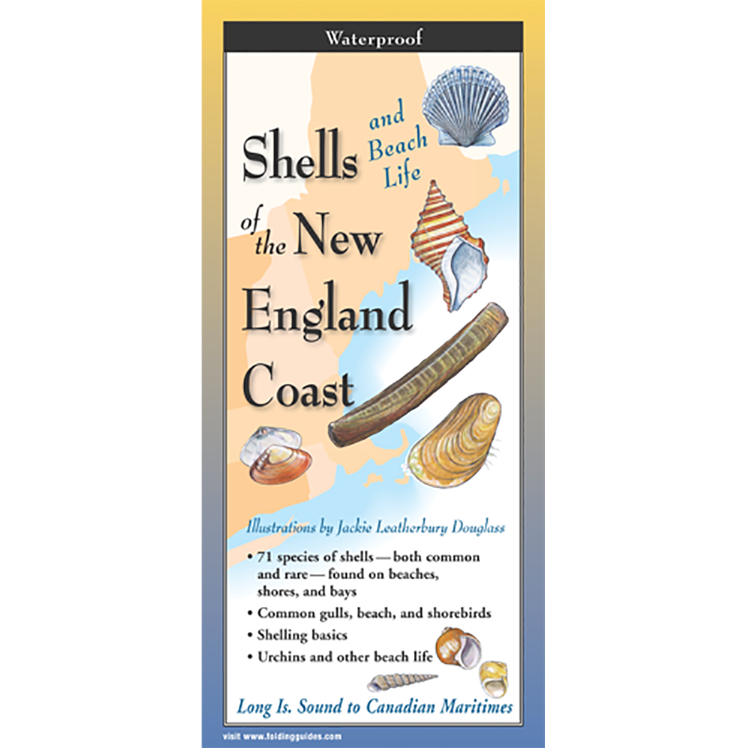 Shells and Beach Life of New England - Folding Guide