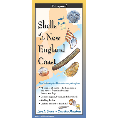 Shells and Beach Life of New England - Folding Guide