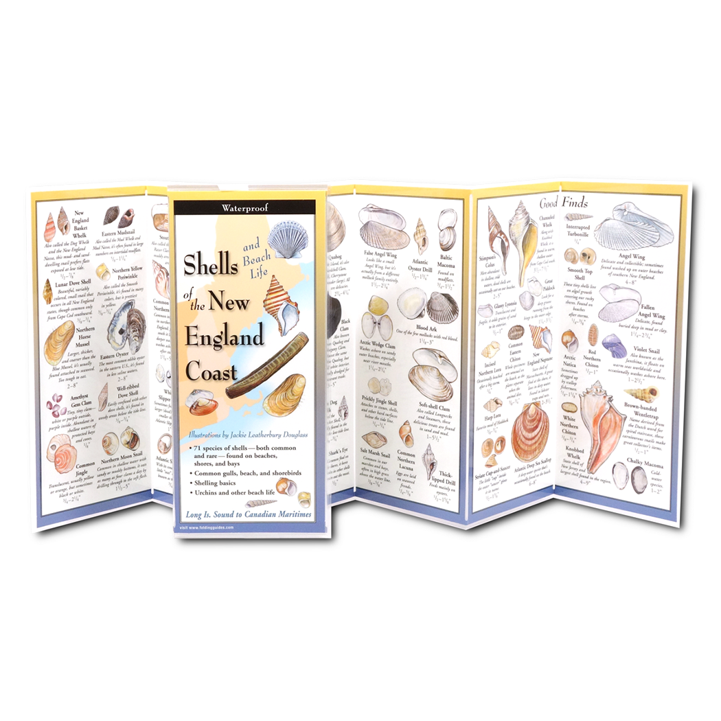 Shells and Beach Life of New England - Folding Guide