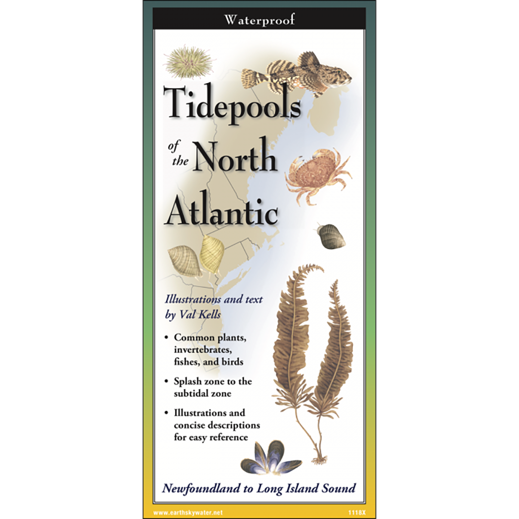 Tidepools of the North Atlantic - Folding Guide