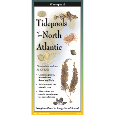 Tidepools of the North Atlantic - Folding Guide