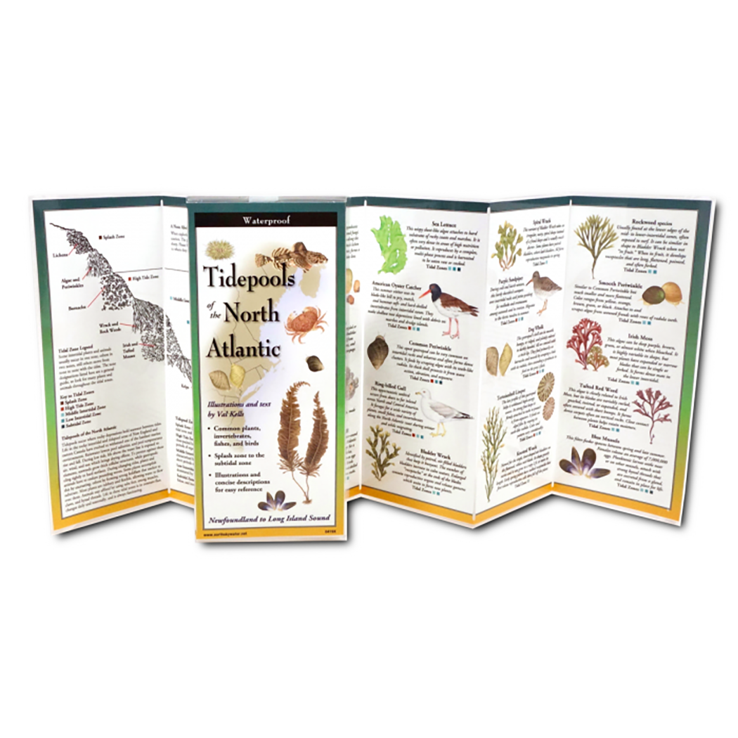 Tidepools of the North Atlantic - Folding Guide